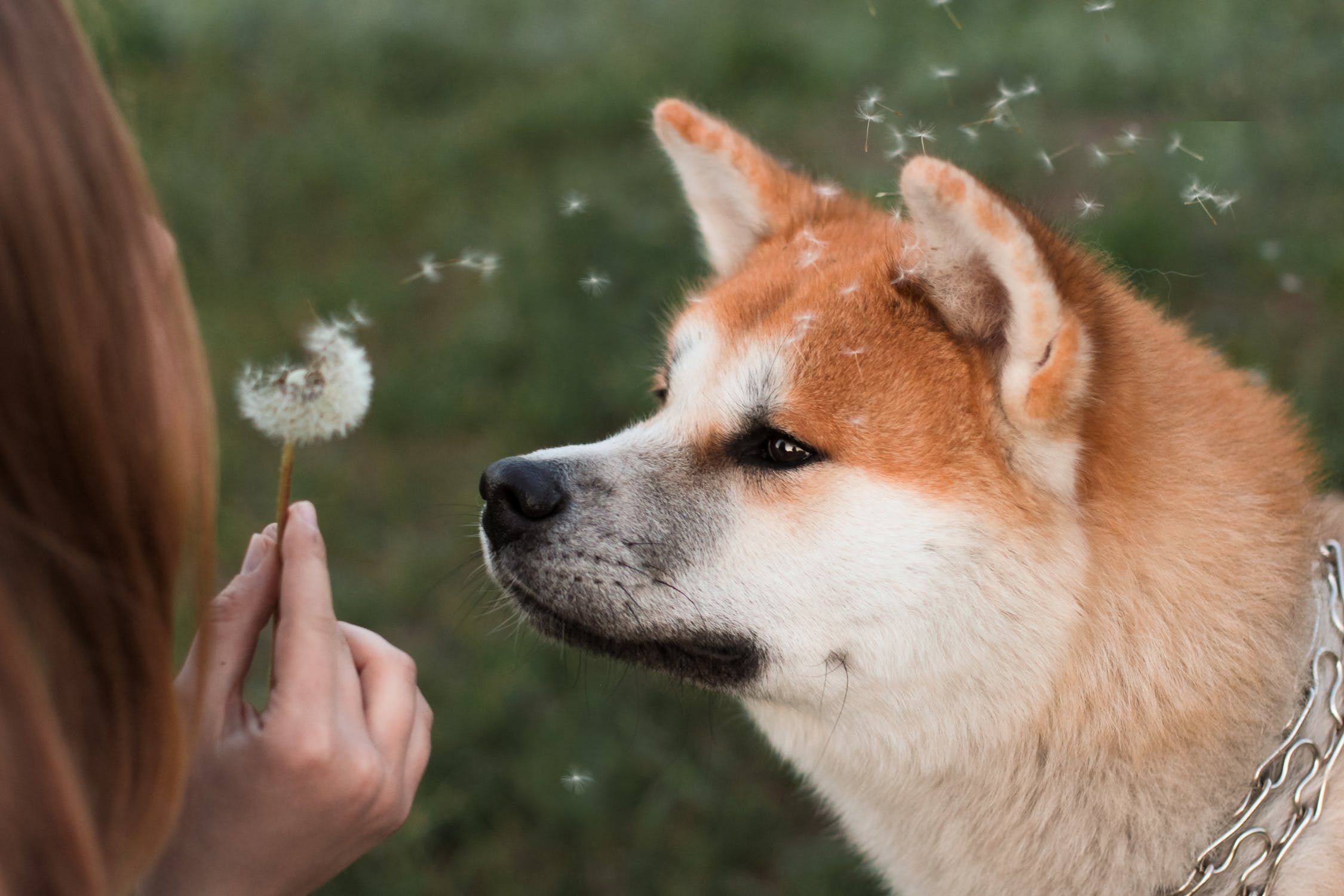 akita temperament how does this large breed behave