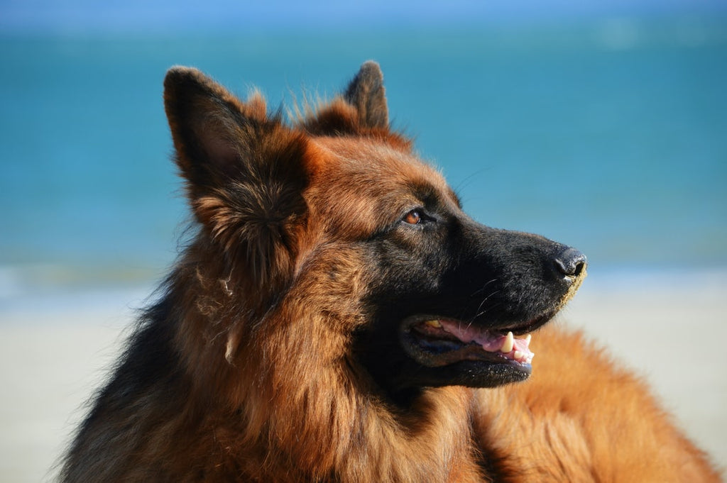 are german shepherds the most loyal dog breed