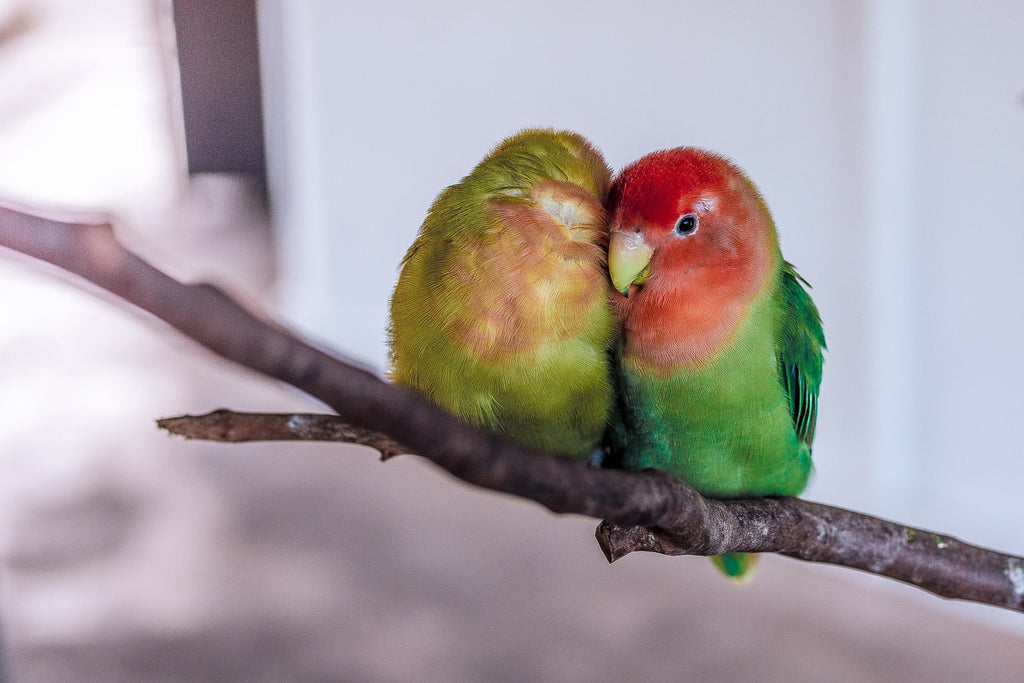 Everything You Need to Know About the Rosy-faced Lovebird – Petsmont