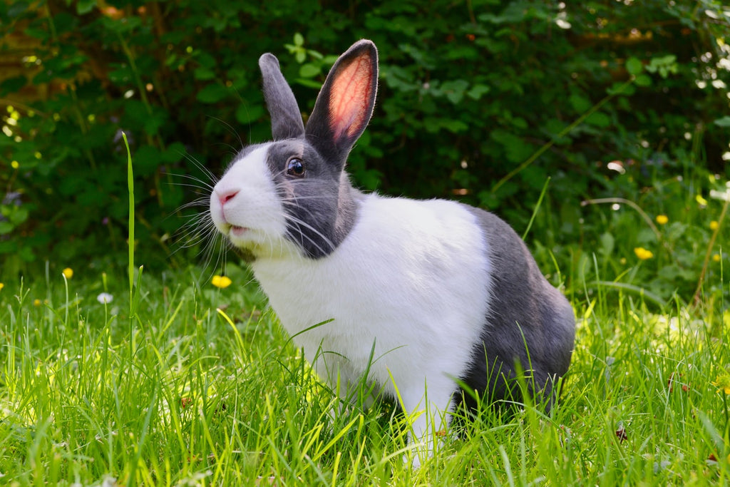 Dutch Rabbit Adoption Should You Do It Petsmont