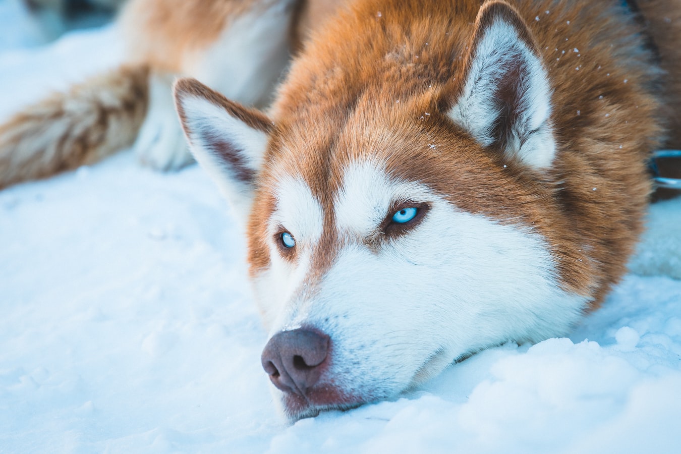 is merrick dog food good for huskies