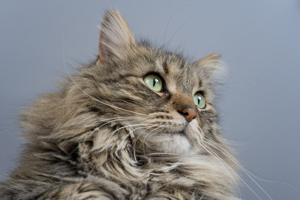 Maine Coon: What You Need To Know About The Largest Domesticated Cat ... - Photo 1552944249 481c99e23e97 1024x1024