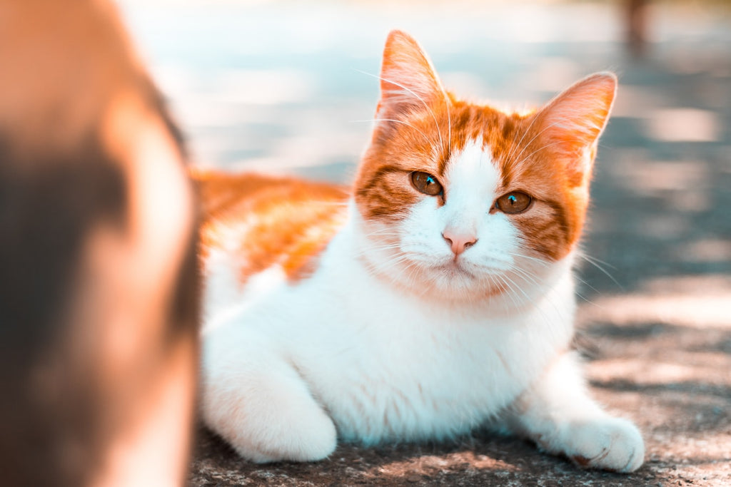 japanese bobtail shorthair cat