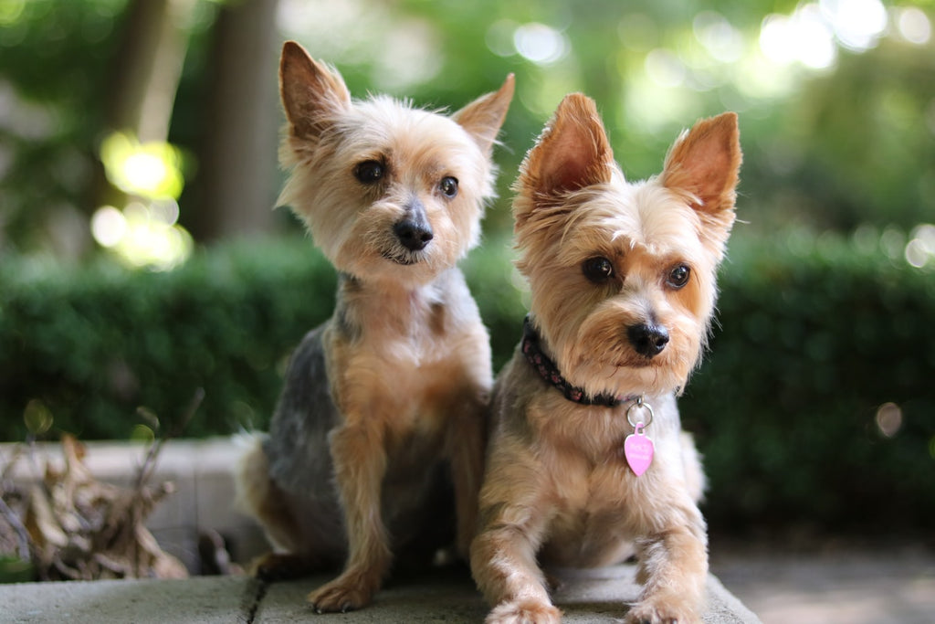 Types of Yorkies and How to Care for Them Petsmont