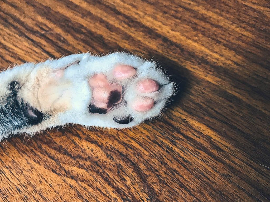 Cat Paw Petsmont
