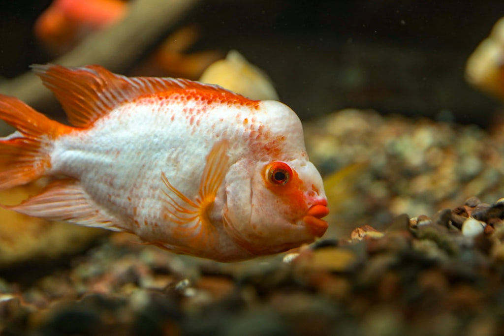 Blood Parrot Fish Petsmont