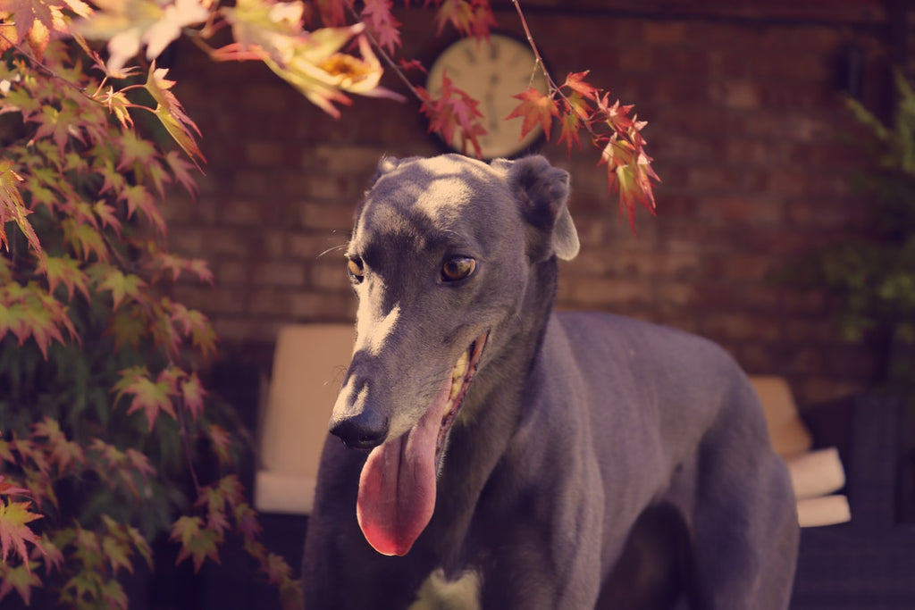 are greyhounds good dogs