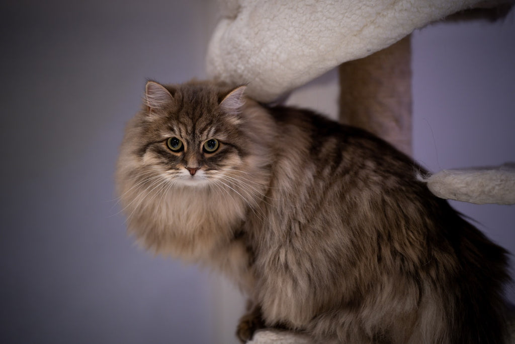 siberian cats and allergies