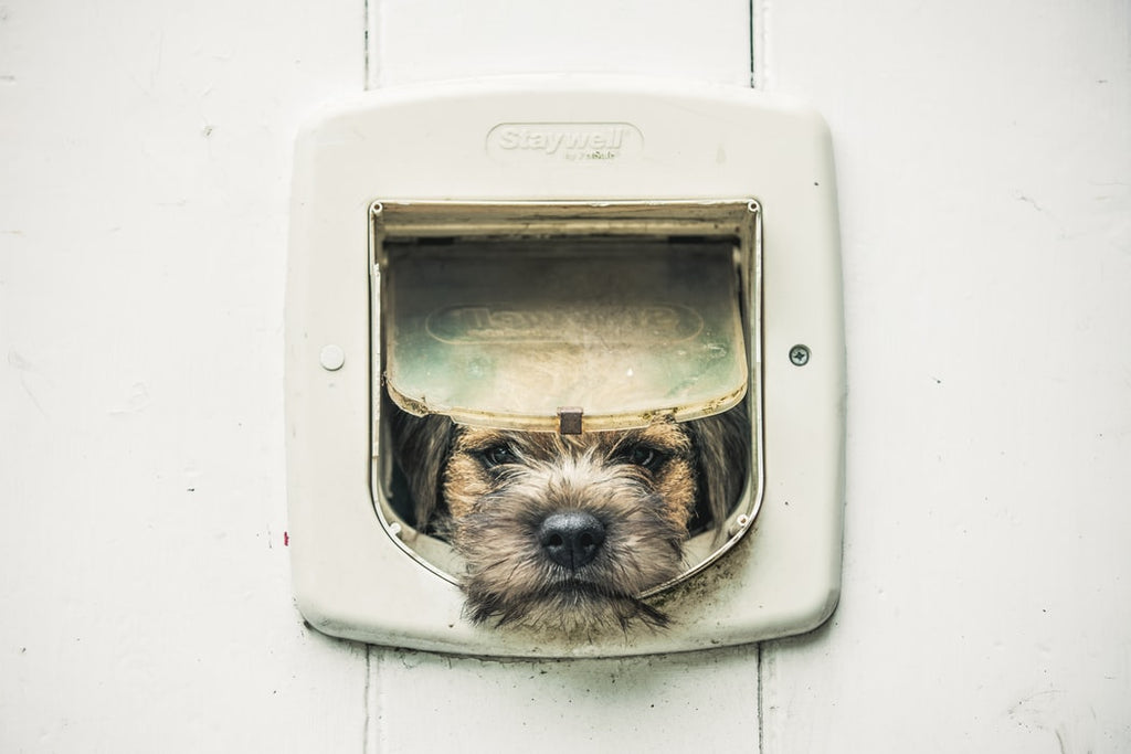 what age are border terriers fully grown