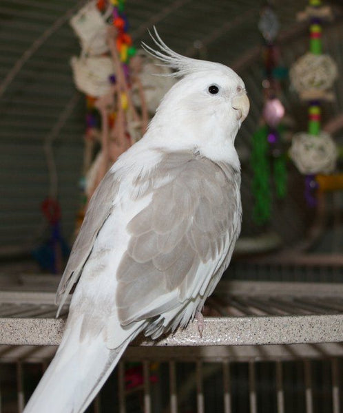 whiteface fallow cockatiel