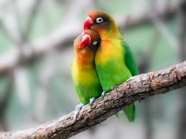 How To Keep Lovebirds as Pets: Here Are 5 of the Best Tips – Petsmont