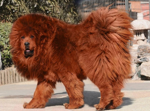 Tibetan Mastiff Dog: A Rare and Protective Breed – Petsmont