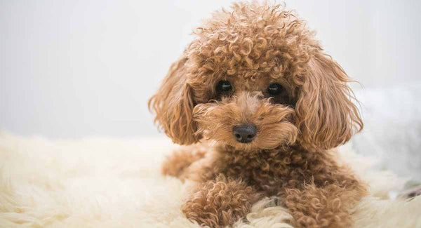 https://cdn.shopify.com/s/files/1/0284/2391/3547/files/Toy-Poodle-HP-long_600x600.jpg?v=1607296430