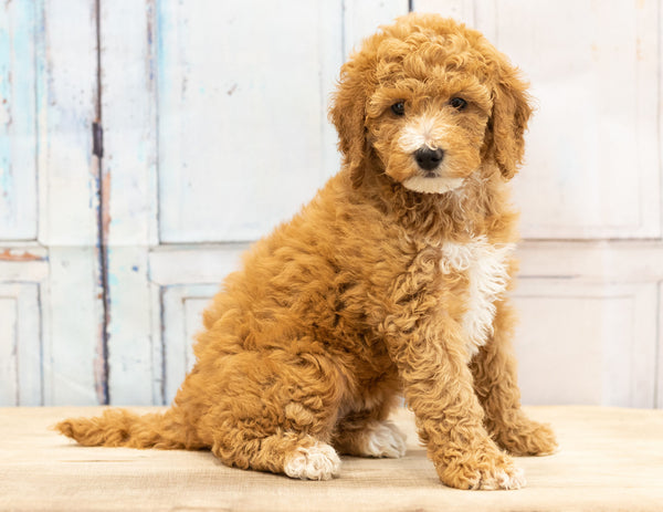 Hobaneng ha Mini Goldendoodles e le Ntle Haholo: Saense E Tla U Makatsa - Petsmont