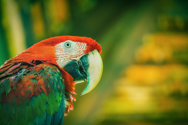 A Bird's Brain: Why They're Highly Intelligent – Petsmont