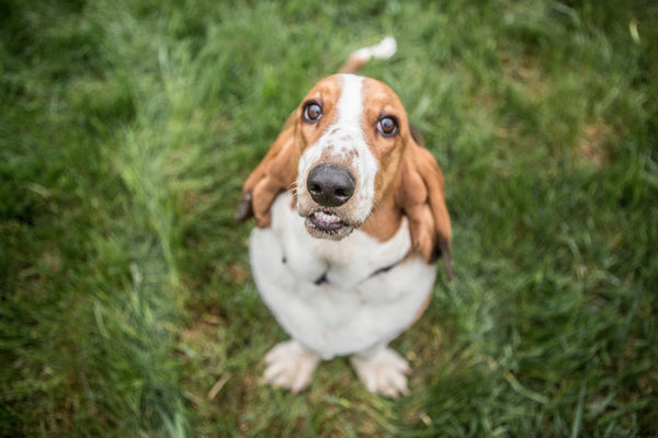 why is my basset hound excessively licking paws