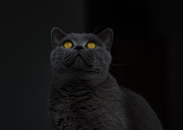 Korat Cat: Everything You Need to Know – Petsmont