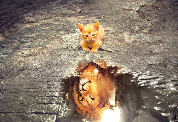 Can Cats Swim? Facts & Theories That Might Surprise You