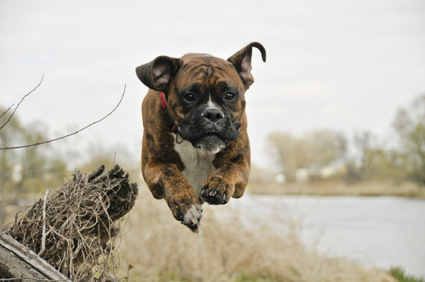 boxer dog temperament male