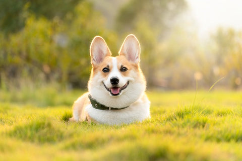 5 Proven Ways to Know If Your Dog is Overweight and Easy Vet-Approved ...