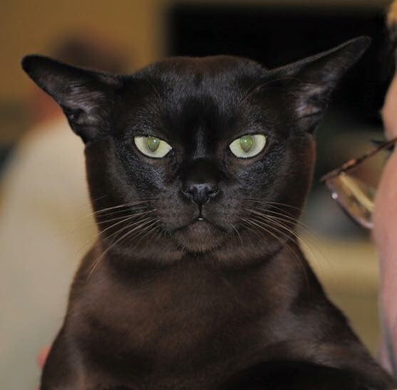 Everything You Need to Know About the Black Burmese Cat – Petsmont