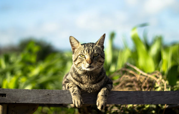 5 Reasons Why You Should Be Walking Your Cat – Petsmont