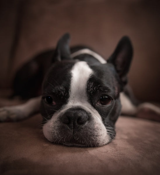 Boston Terrier Adoption: All That You Will Need to Know – Petsmont