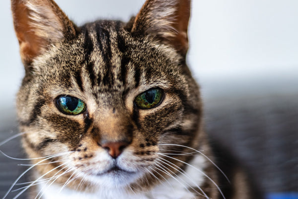 What Are the 5 Types of Tabby Cats? A Breakdown of Tabby Cat Breeds