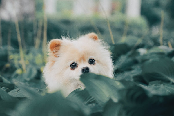 cute fluffy dog
