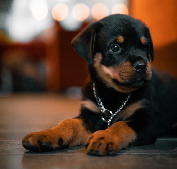 how to feed your rottweiler puppy