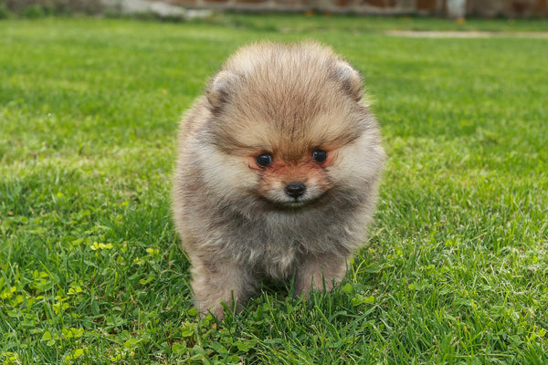 Mini Pomeranian: Important Facts About this Tiny Dog – Petsmont