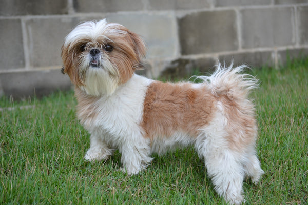 do shih tzus need to be groomed