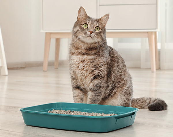 Cat Potty Training: 7 Things You Need 