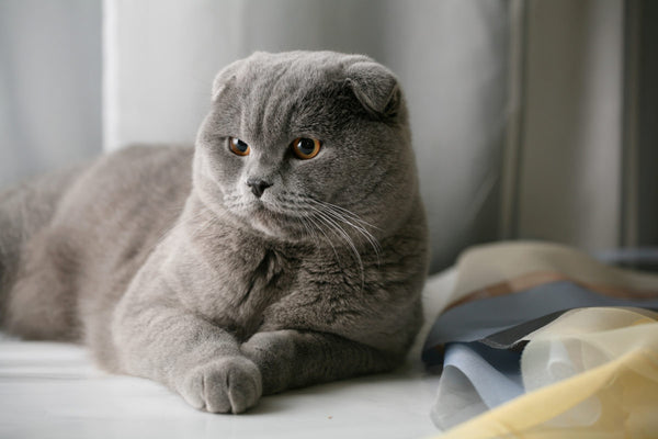 What You Need To Know About The Scottish Fold Munchkin Cat Petsmont
