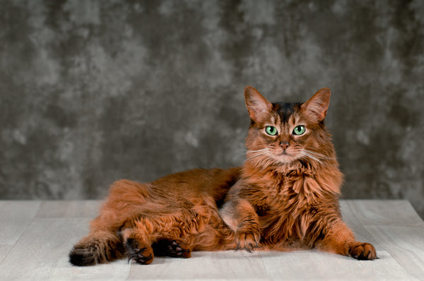 Cat With Fluffy Tail Line And Solid Icon Domestic Animals Concept