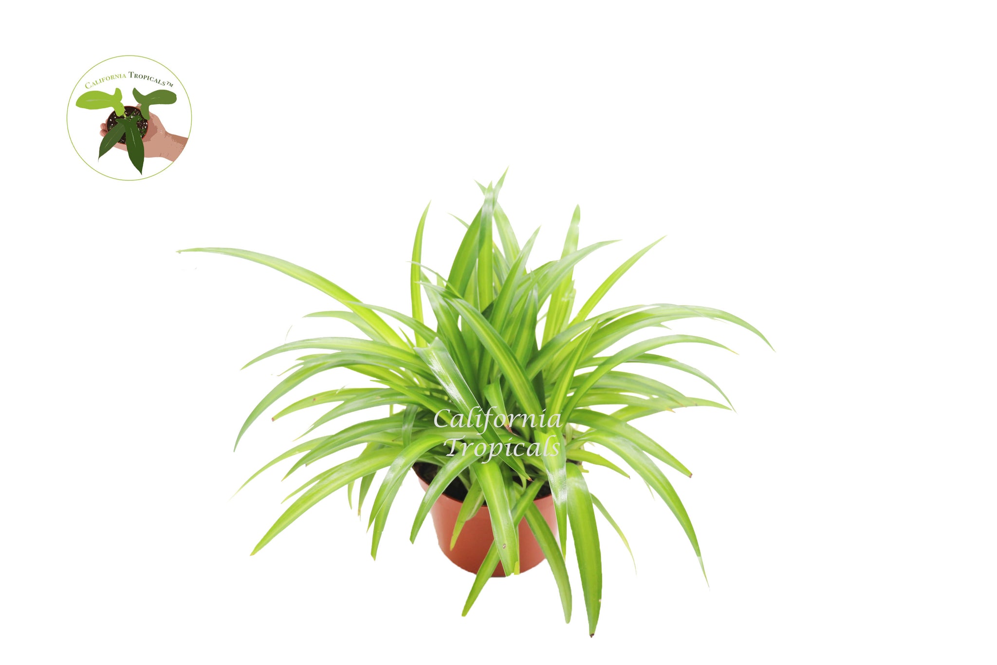 Hawaiian Spider Plant