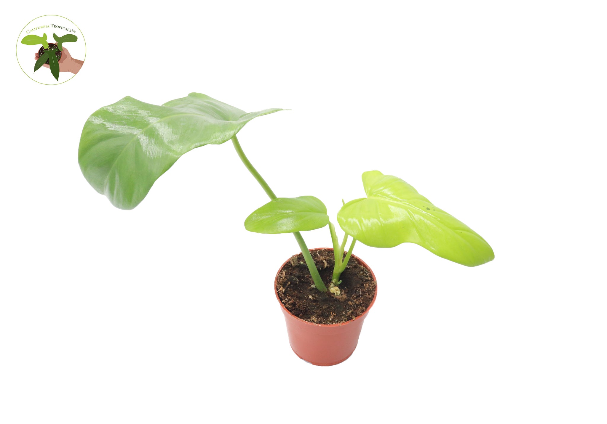 RARE Philodendron Bipennifolium - 4