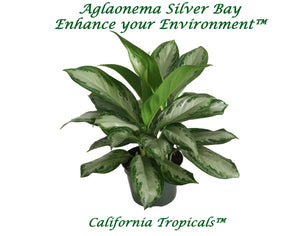 Aglaonema Silver Bay - 6" from California Tropicals