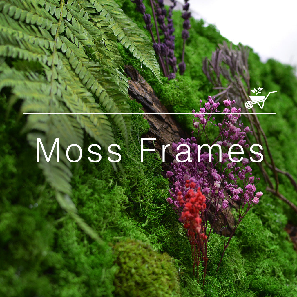 Diy Moss Wall Art Kit : How To Make A Moss Wall Use Pre Made Moss ...