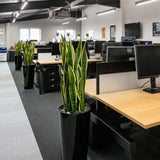 office plant