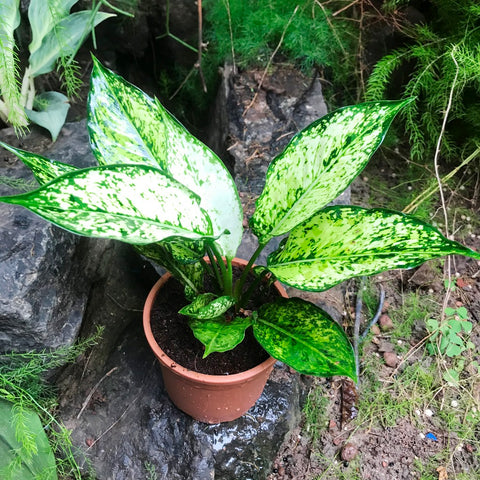 Aglaonema Plants