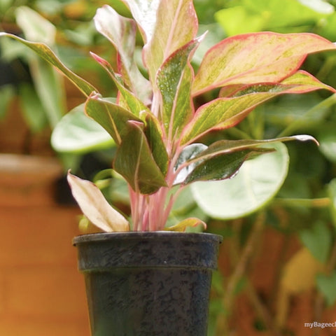 Buy Aglaonema Plants Online