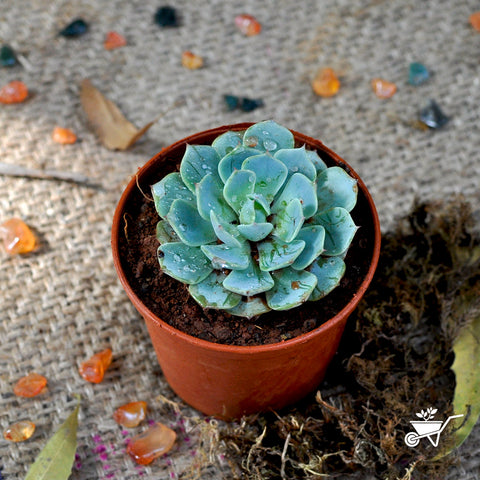 Buy Succulents Online