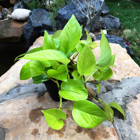 Pothos Plants