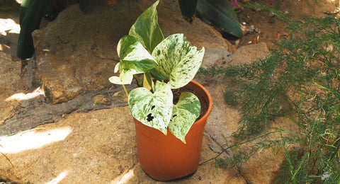 Marble queen Pothos