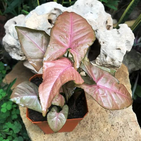 Buy Syngonium Plant