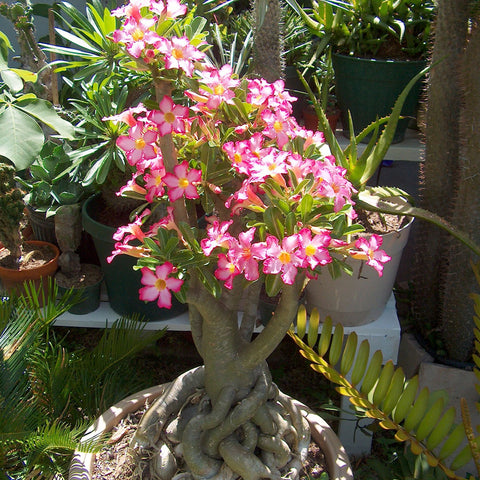 Double Yellow Desert Rose Plant Live, Adenium Desert Rose Plant, Adenium  Obesum Flower Plant 4 to 6 Inch Tall for Planting