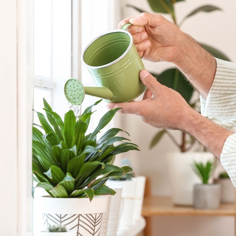 watering plant