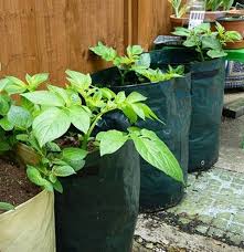 bags planter