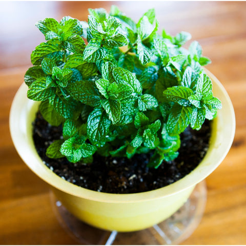 Mint Leaves